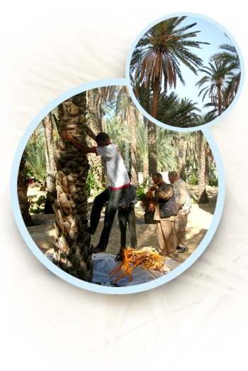 Eden Palm offre le parcours de base suivant: